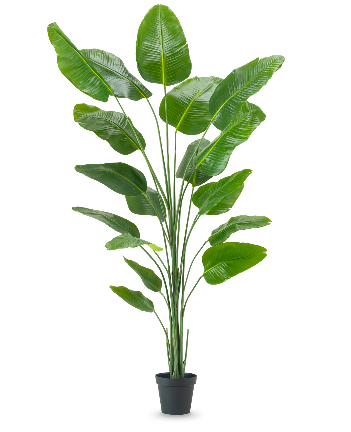 La plante artificielle Strelitzia 240 cm real touch présente de grandes feuilles vertes brillantes dans un pot noir, sur un fond uni blanc.