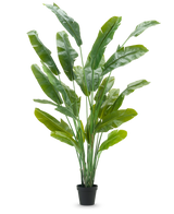La plante artificielle Strelitzia Nicolai Deluxe 235 cm possède de longues feuilles vertes dressées dans un pot noir - idéale comme grande plante artificielle pour les plantes d'intérieur - sur un fond blanc uni.