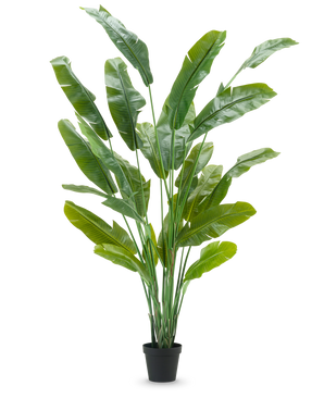 La plante artificielle Strelitzia Nicolai Deluxe 235 cm possède de longues feuilles vertes dressées dans un pot noir - idéale comme grande plante artificielle pour les plantes d'intérieur - sur un fond blanc uni.