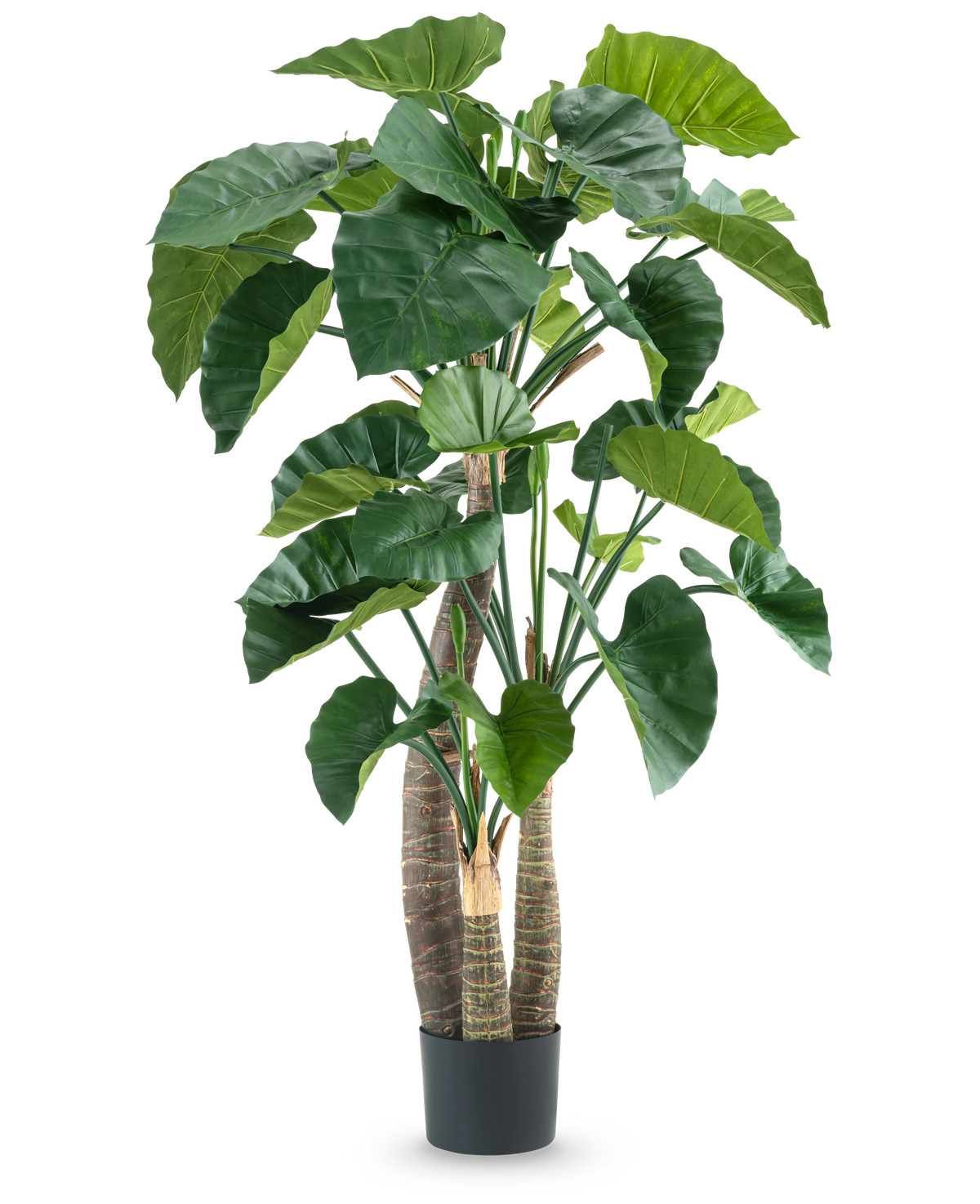 La plante artificielle Alocasia 180 cm possède de grandes feuilles vertes brillantes et plusieurs tiges épaisses dans un pot noir, sur un fond blanc uni.