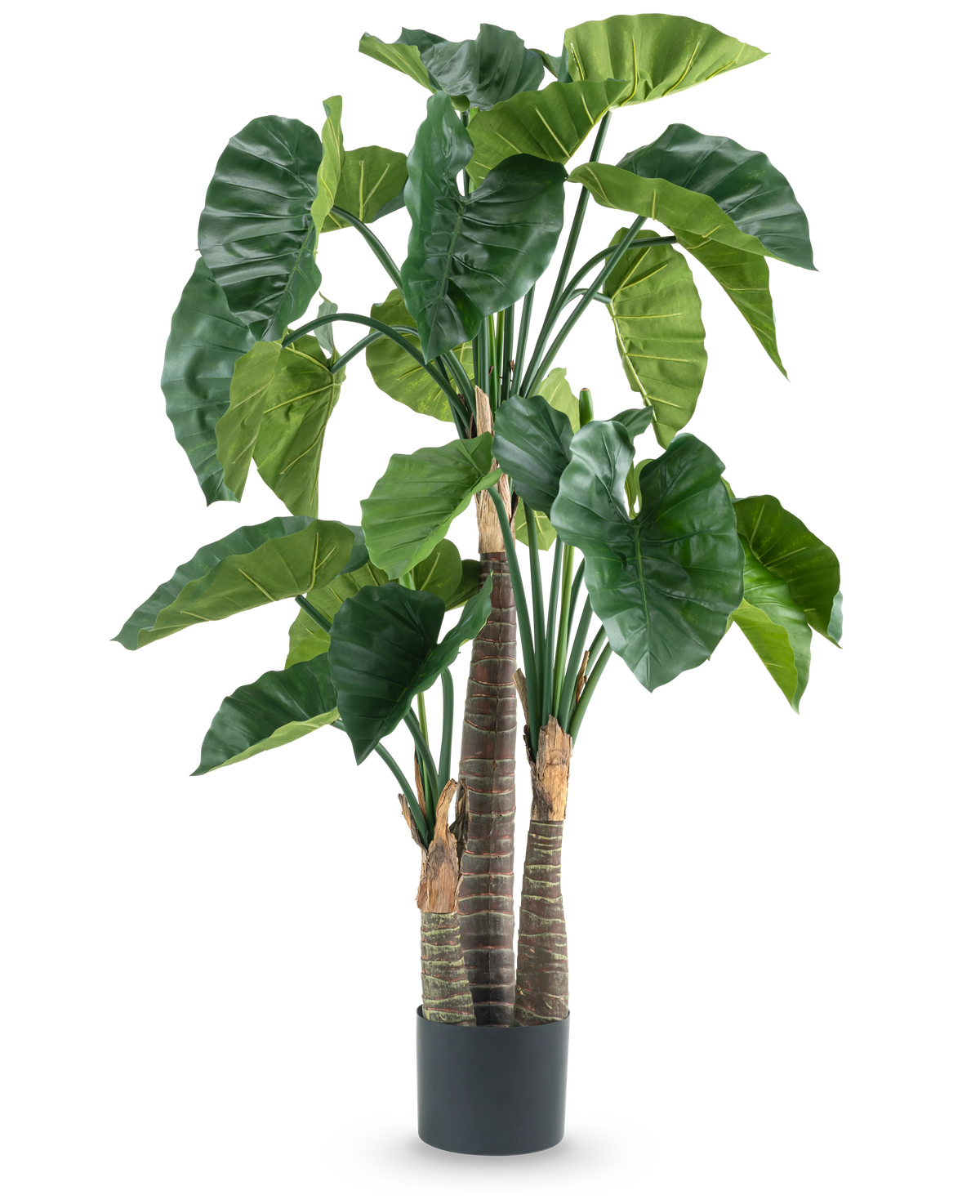 Une plante artificielle Alocasia de 150 cm a de larges feuilles vertes et trois tiges brunes épaisses dans un simple pot cylindrique noir, représenté sur un fond blanc.