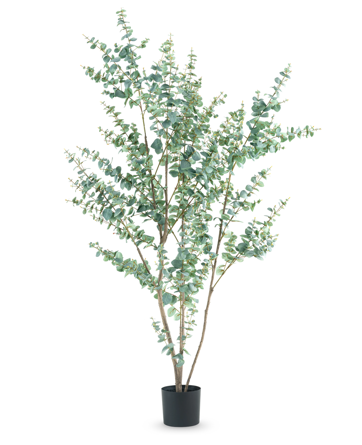 La plante artificielle Eucalyptus 210 cm est un grand eucalyptus artificiel dans un simple pot noir, avec plusieurs branches fines et des feuilles rondes vert argenté sur fond blanc.
