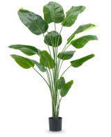 La plante artificielle Strelitzia 210 cm real touch possède des tiges longues et fines et de grandes feuilles vertes brillantes sur un fond blanc uni.