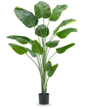 La plante artificielle Strelitzia 210 cm real touch possède des tiges longues et fines et de grandes feuilles vertes brillantes sur un fond blanc uni.