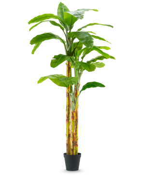 Le Bananier Artificiel 270 cm possède de larges feuilles vertes et des tiges jaune-vert dans un petit pot noir, sur un fond uni blanc.