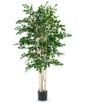 La plante artificielle bouleau brut 210 cm possède plusieurs troncs blancs élancés et des feuilles vertes denses, élevées dans un pot noir sur un fond blanc uni.