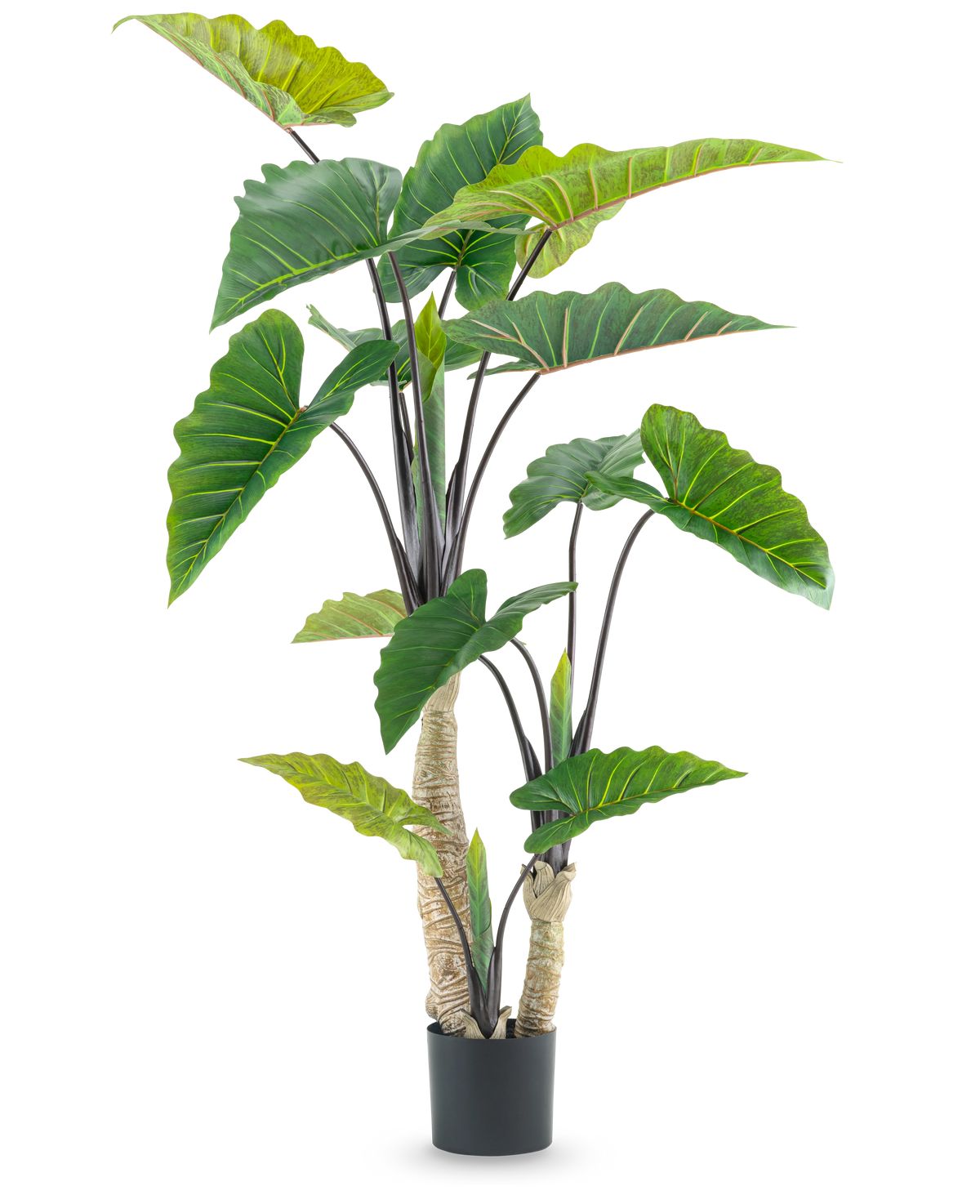 La Plante Artificielle Calocasia 180 cm est une plante artificielle en pot avec de grandes feuilles vertes en forme de flèche et de multiples tiges, représentées sur un fond blanc uni.