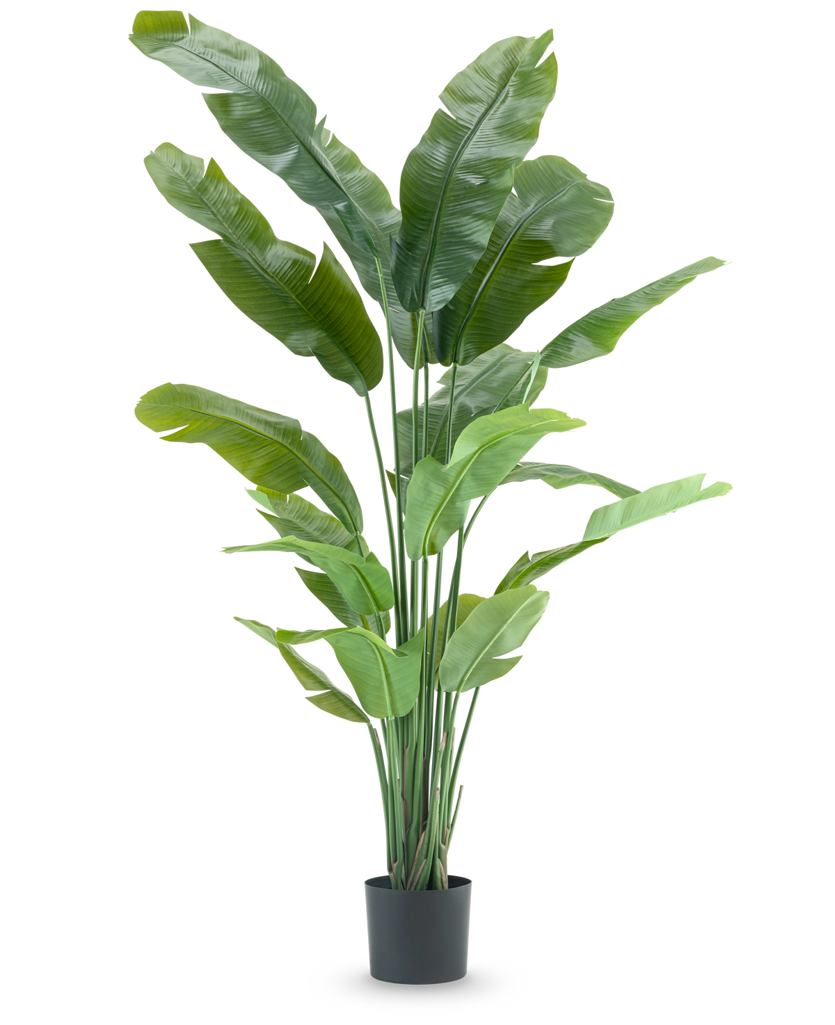 La plante artificielle Strelitzia Nicolai Deluxe 195 cm est une grande plante artificielle avec de longues feuilles tropicales et de multiples tiges qui ressemblent à un oiseau de paradis, parfaite comme plante d'intérieur frappante sur n'importe quel fond blanc uni.