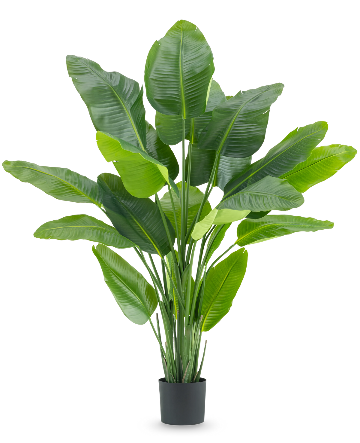 La Plante Artificielle Strelitzia Real Touch Deluxe 180 cm est une plante artificielle haute avec de grandes feuilles vertes brillantes comme un oiseau de paradis tropical, dans un simple pot noir sur fond blanc.