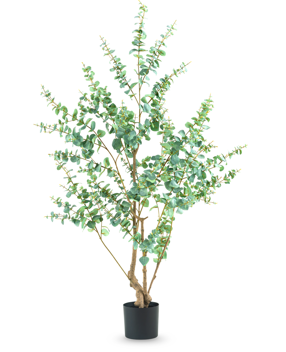 La Plante Artificielle Eucalyptus 180 cm est une grande plante artificielle aux branches fines et aux feuilles vertes rondes, présentée dans un simple pot noir sur fond blanc.
