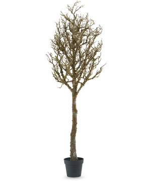 L'arbre décoration Art à branches 180 cm est un arbre nu, sans feuilles, avec de nombreuses branches dans un pot en plastique noir, sur un fond uni blanc.