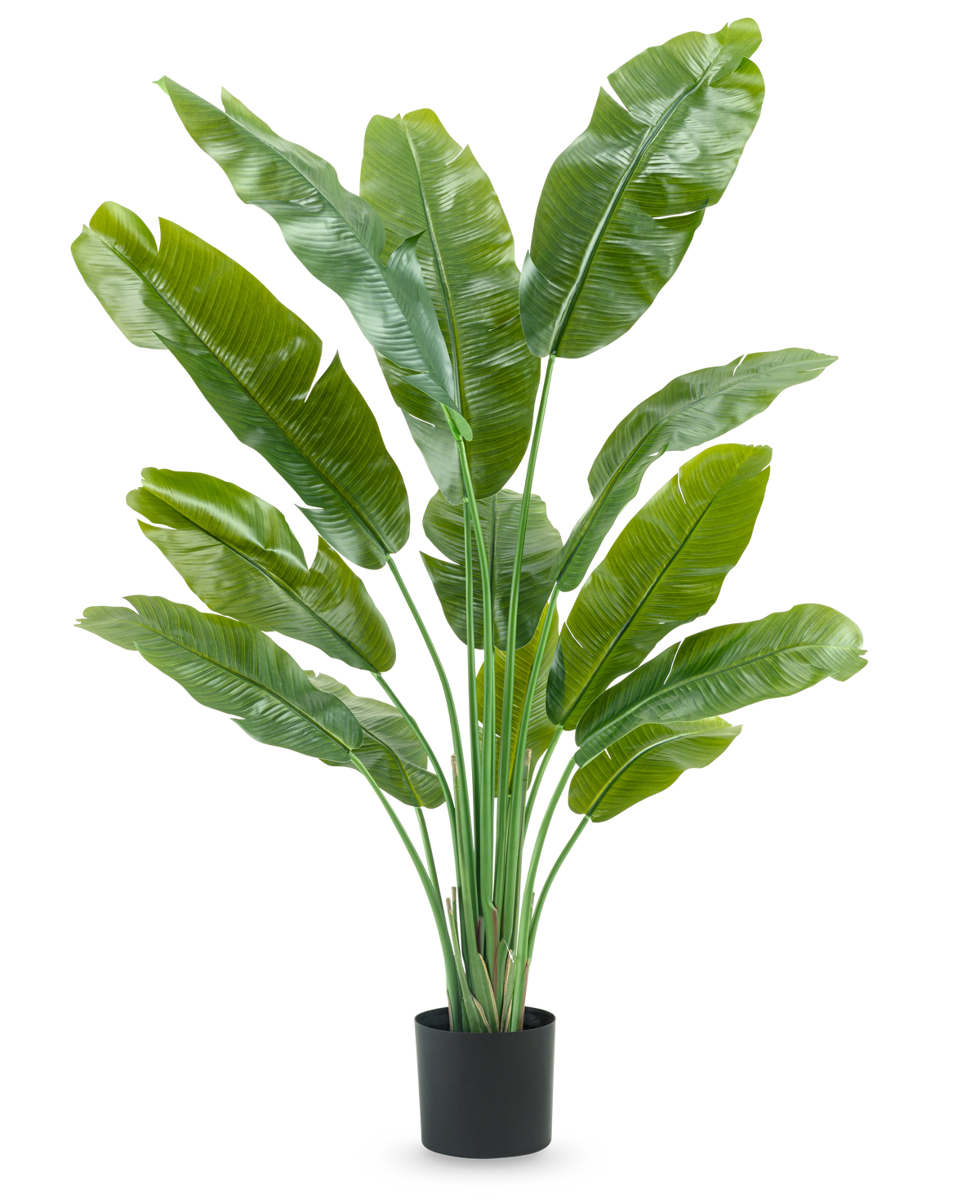 La plante artificielle Strelitzia Nicolai Deluxe 165 cm a de hautes et larges feuilles vertes dans un pot noir sur fond blanc - parfaite comme plante artificielle verte pour votre intérieur.