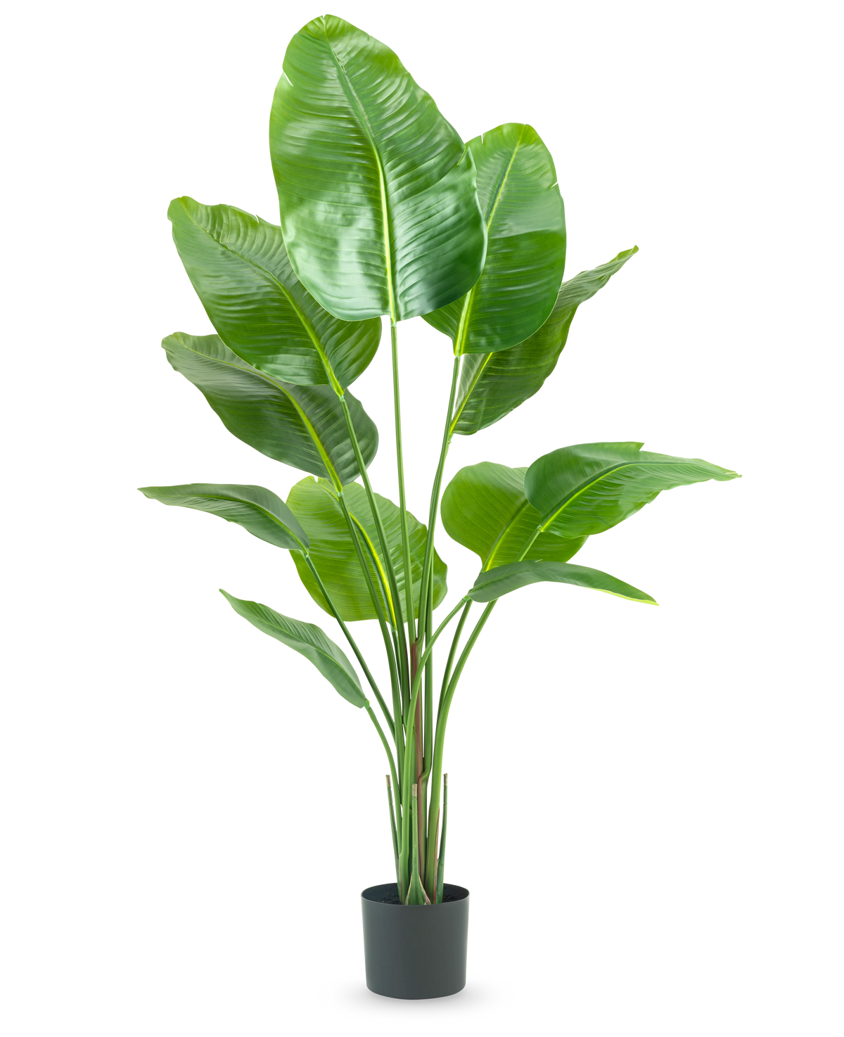 La Plante Artificielle Strelitzia 150 cm real touch2 possède de grandes feuilles vertes brillantes avec un aspect "oiseau de paradis" réaliste et une finition réaliste, présentées sur un fond blanc uni.