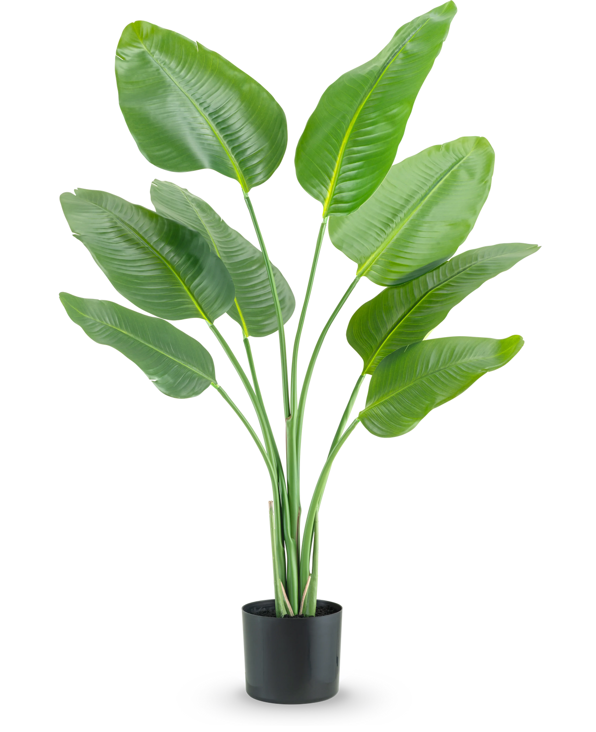 La plante artificielle Strelitzia 120 cm real touch a de hautes feuilles allongées vertes poussant vers le haut dans un pot noir, sur un fond blanc uni.