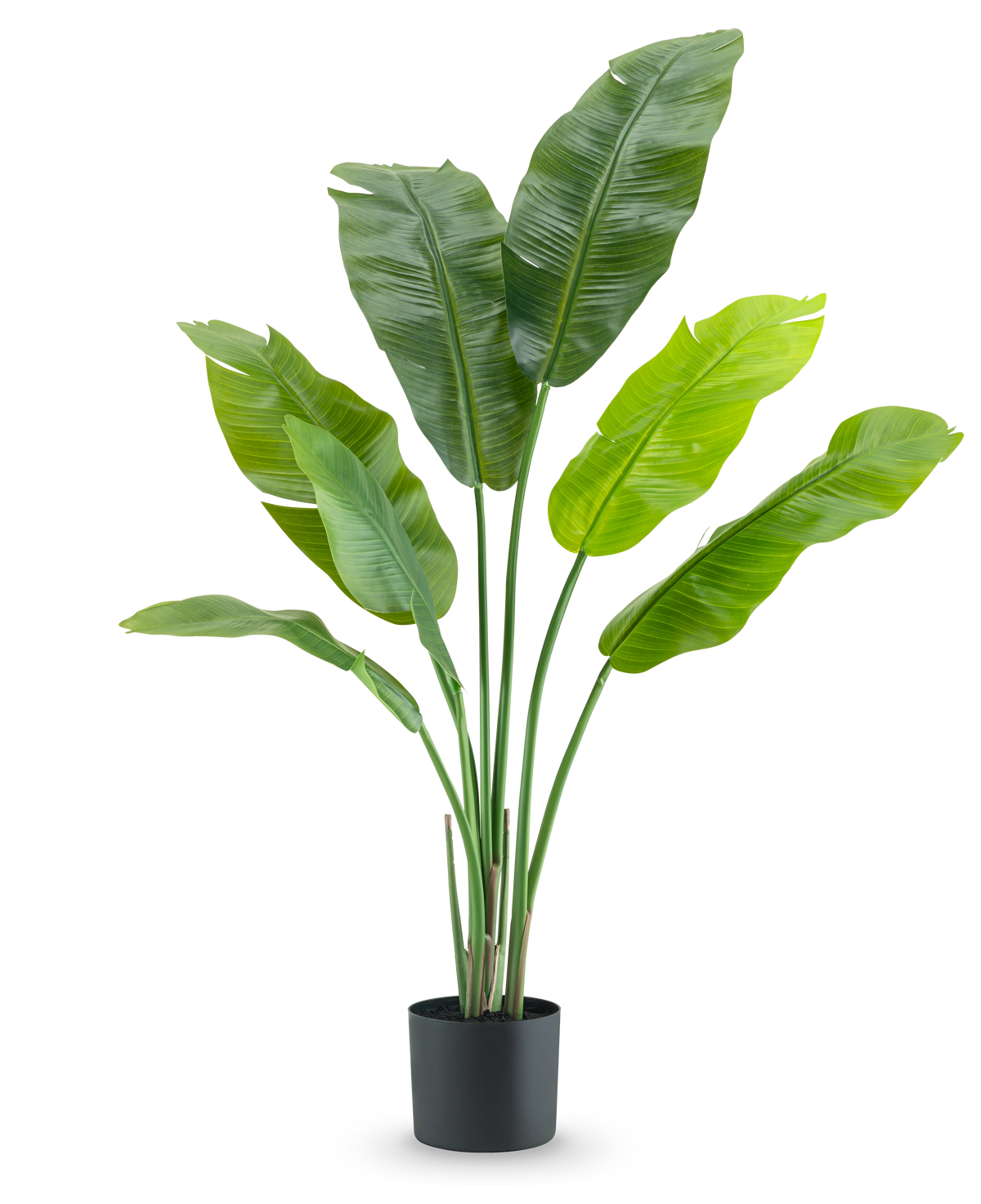 La plante artificielle Strelitzia Nicolai Deluxe 120 cm est une plante d'intérieur luxueuse avec de grandes feuilles larges dans un simple pot noir, élégante sur un fond blanc.
