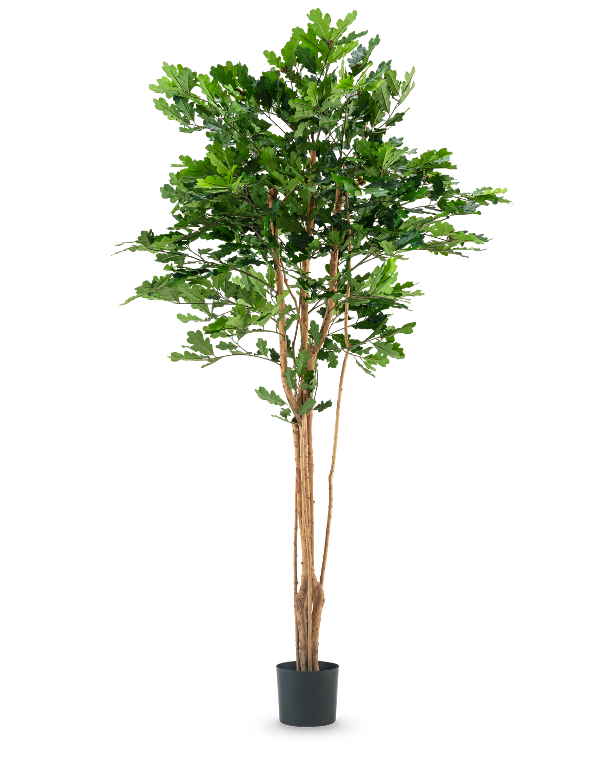 Le Chêne Artificiel 210 cm possède plusieurs troncs fins bruns et des feuilles vertes denses dans un pot en plastique noir, sur un fond blanc uni.