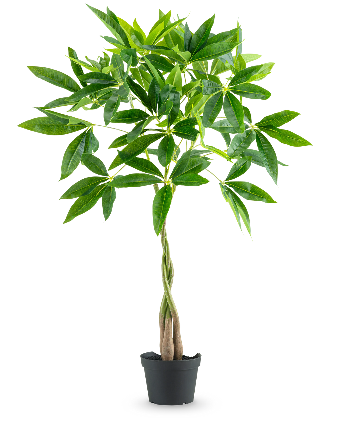 La Plante Artificielle Pachira 90 cm est un arbre à argent en pot au tronc tressé et aux grappes de feuilles vertes brillantes, isolées sur fond blanc.