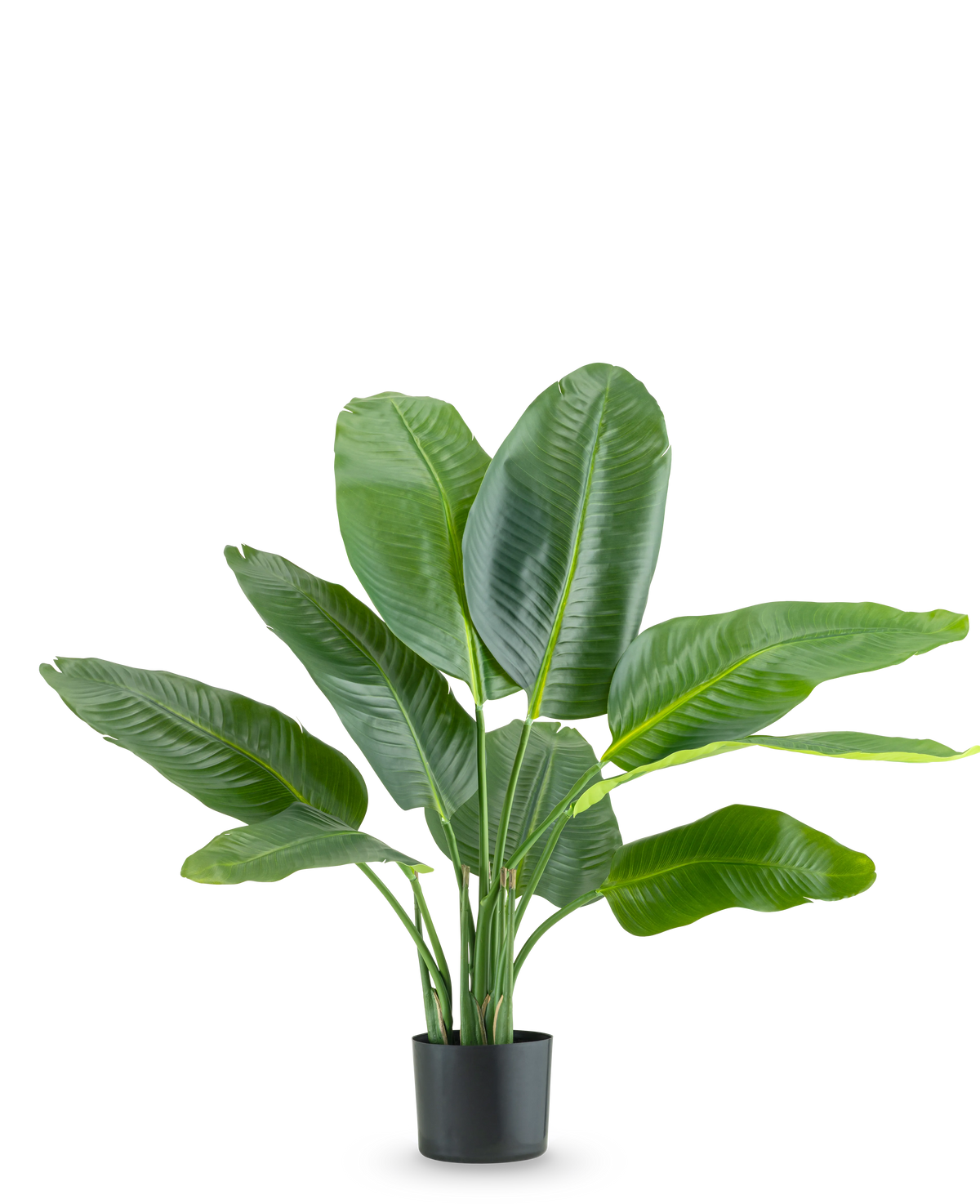 La plante artificielle Strelitzia Real Touch Deluxe 90 cm est une grande plante en pot avec de grandes feuilles vertes brillantes, représentées sur un fond blanc uni.