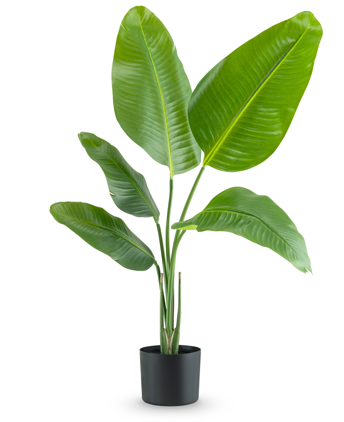 La plante artificielle Strelitzia 90 cm real touch possède de larges feuilles vertes brillantes et se présente dans un simple pot noir, sur un fond blanc uni.