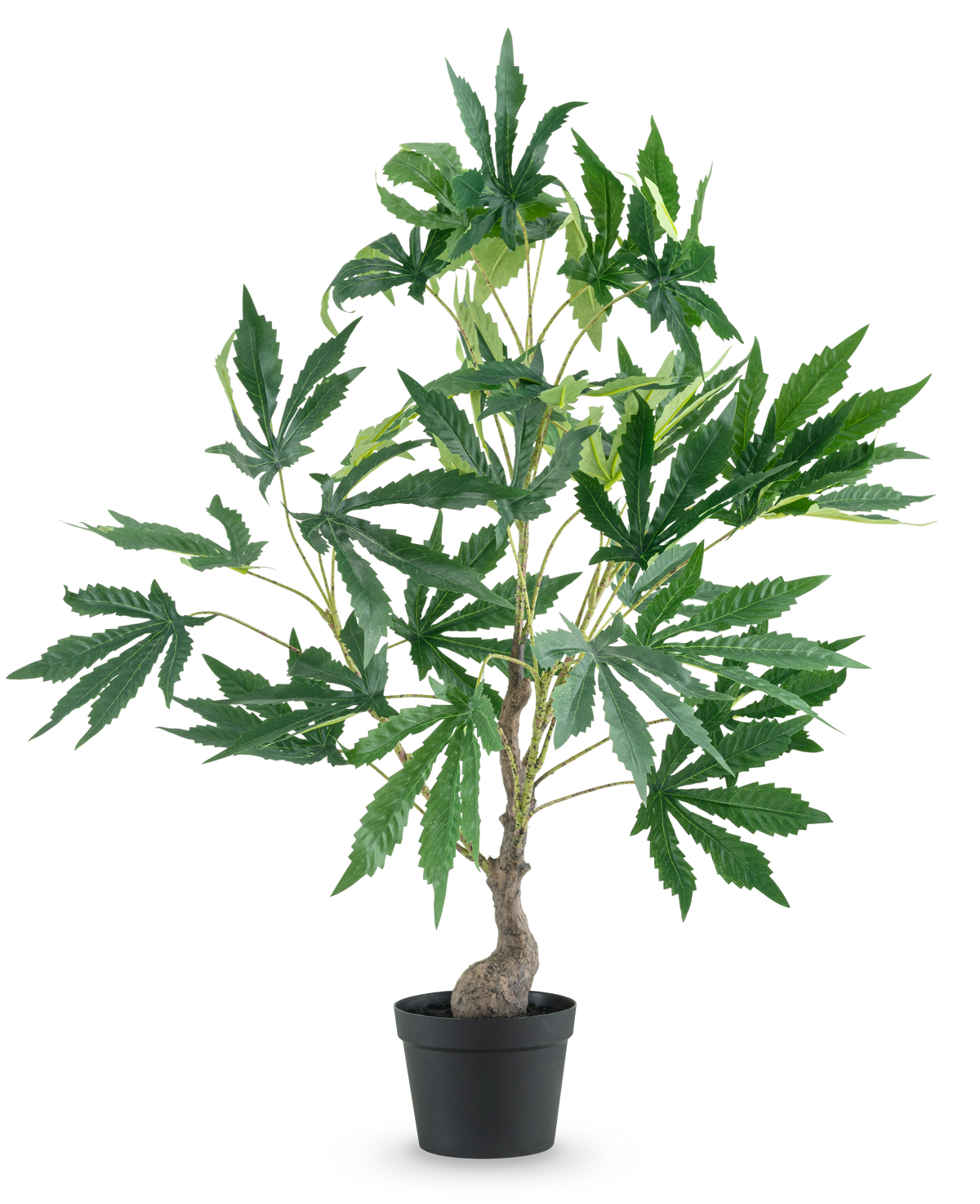 Une plante artificielle de chanvre, feuilles de cannabis de 60 cm, avec un tronc fin et plusieurs branches pleines de grandes feuilles vertes fantaisistes, sur un fond blanc uni.