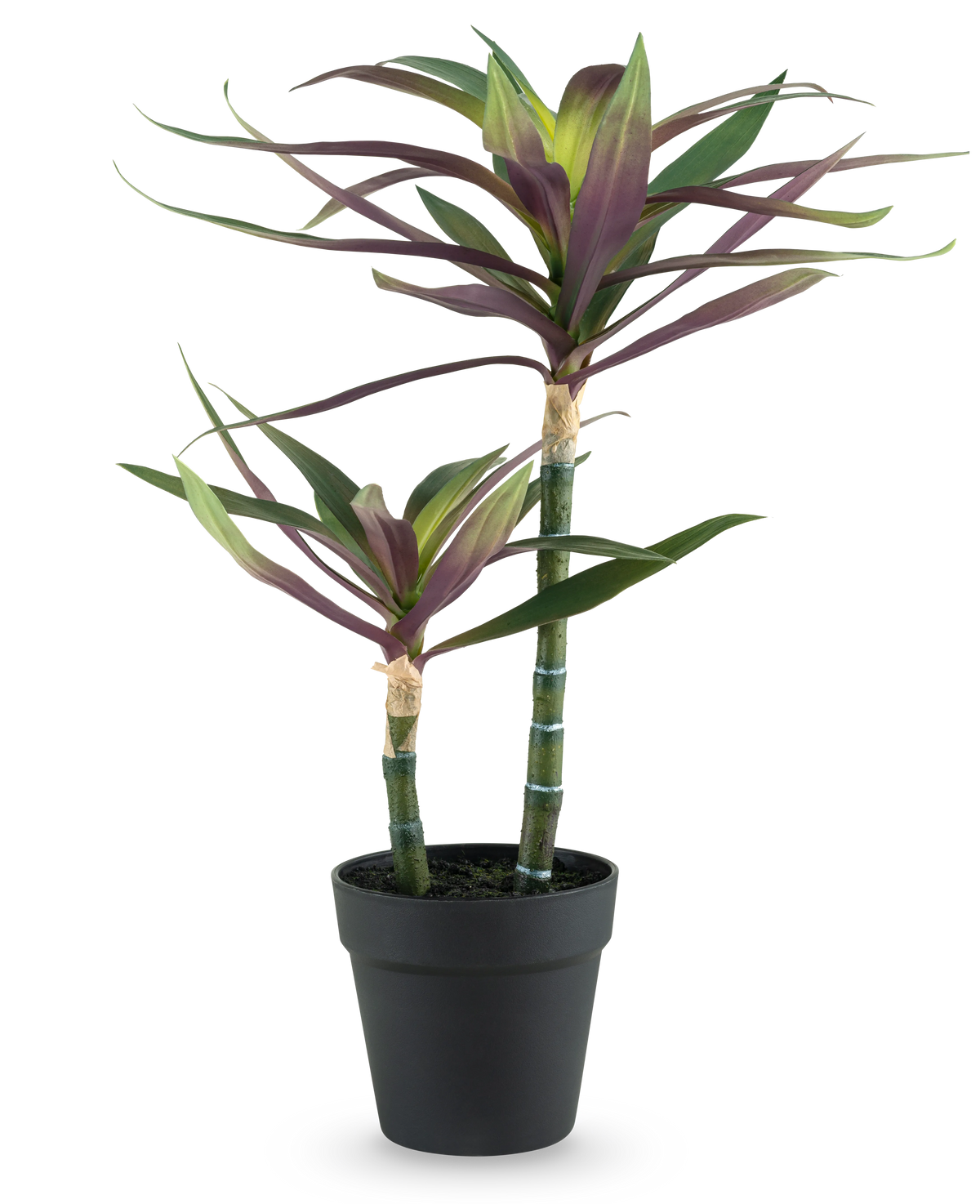 Une plante artificielle Yucca gigantea de 53 cm avec deux longues tiges vertes fines surmontées de feuilles pointues vertes et violettes dans un pot noir, sur fond blanc.