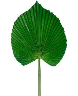 La Feuille Artificielle 73 cm est une feuille de palmier verte artificielle avec un design plissé en forme d'éventail avec une longue tige, sur un fond blanc uni.