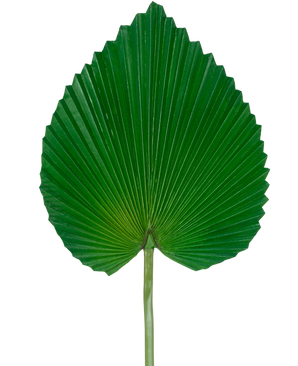 La feuille artificielle de 81 cm est une grande feuille de palmier verte avec une forme d'éventail en forme de cœur et des crêtes profondes et symétriques sur un fond blanc uni.