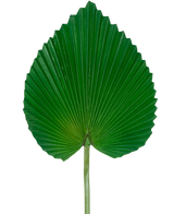 La feuille artificielle de 81 cm est une grande feuille de palmier verte avec une forme d'éventail en forme de cœur et des crêtes profondes et symétriques sur un fond blanc uni.