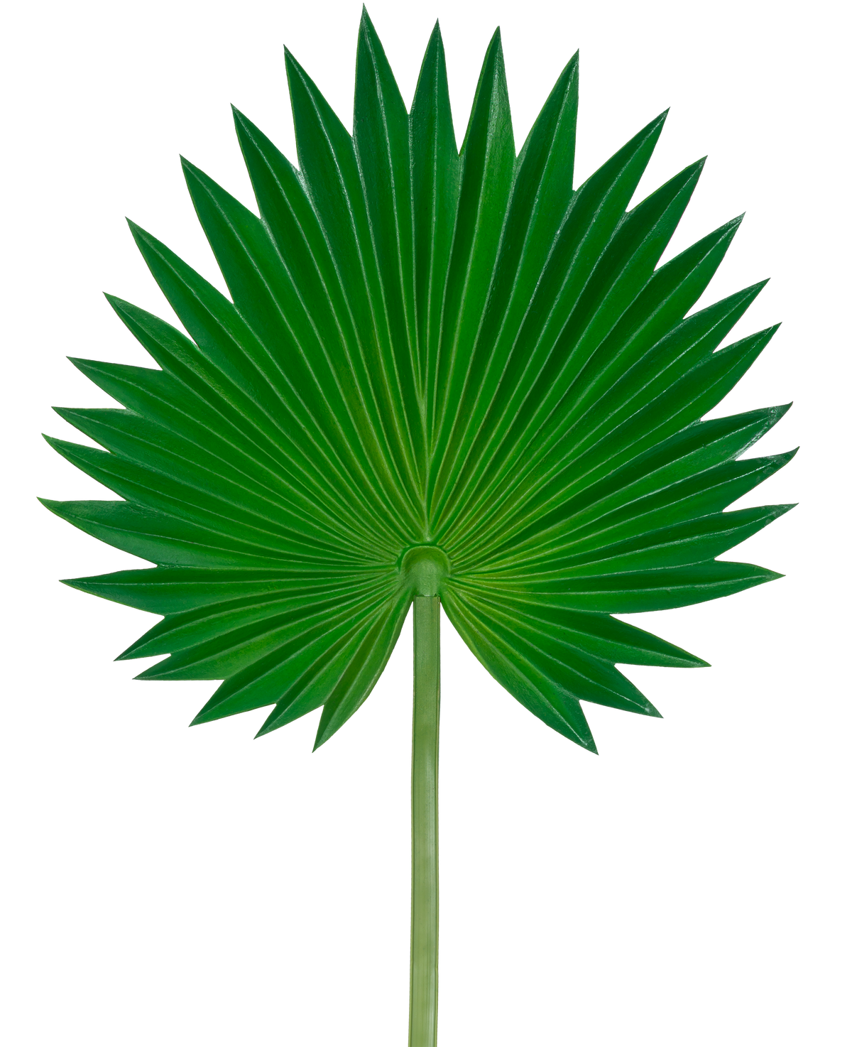 La feuille artificielle Washingtonia 73 cm est une seule feuille de palmier verte en forme d'éventail, des segments pointus évasés et une tige longue et mince, représentée sur un fond blanc uni.