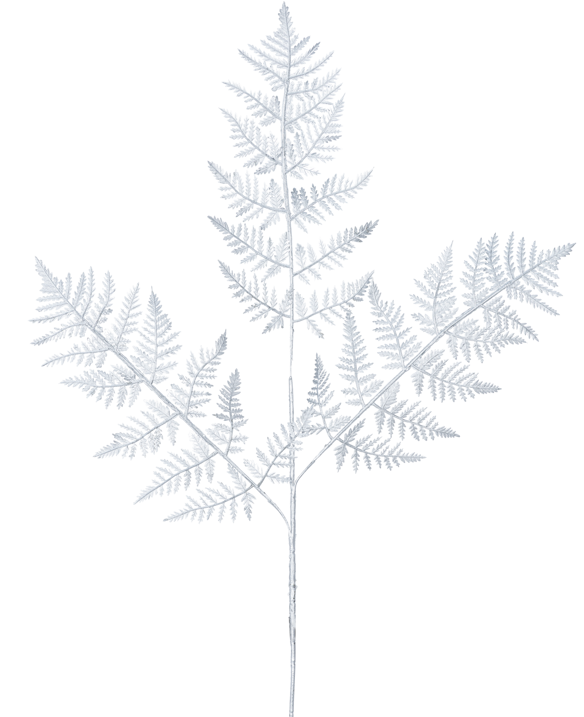 La fougère artificielle de 78 cm argentée présente une délicate fronde de fougère gris clair avec trois branches principales de feuilles finement détaillées sur un fond blanc uni.