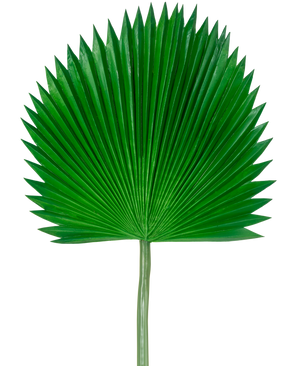 La Feuille Artificielle Washingtonia 105 cm est une seule feuille de palmier verte en forme d'éventail et aux extrémités pointues, sur un fond blanc uni.