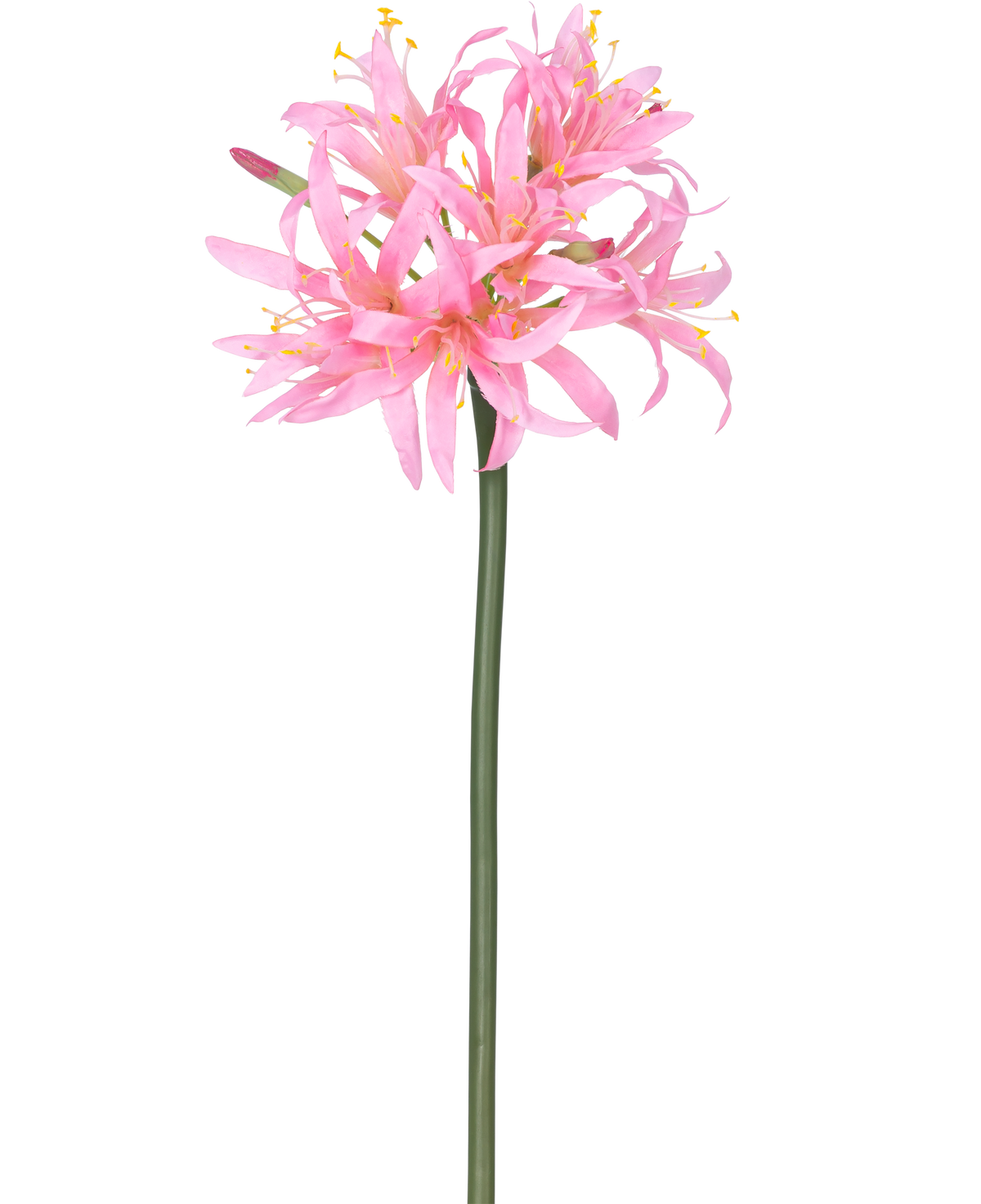 La Fleur Artificielle Nerine 70 cm rose a une haute tige verte avec une grappe de délicates fleurs rose araignée avec de longs pétales et des étamines jaunes, sur un fond blanc uni.