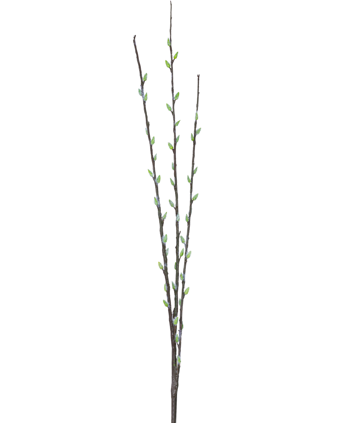 La fleur artificielle Salix saule 70 cm possède trois fines branches brunes avec de petits bourgeons verts et des chatons gris clair duveteux, disposés le long des tiges sur un fond blanc uni.