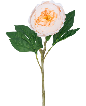 La Pivoine Artificielle Real Touch Crème Blanc 58 cm possède une seule tige de pivoine artificielle avec une grande fleur blanche de couleur crème et des feuilles vertes, sur un fond blanc.
