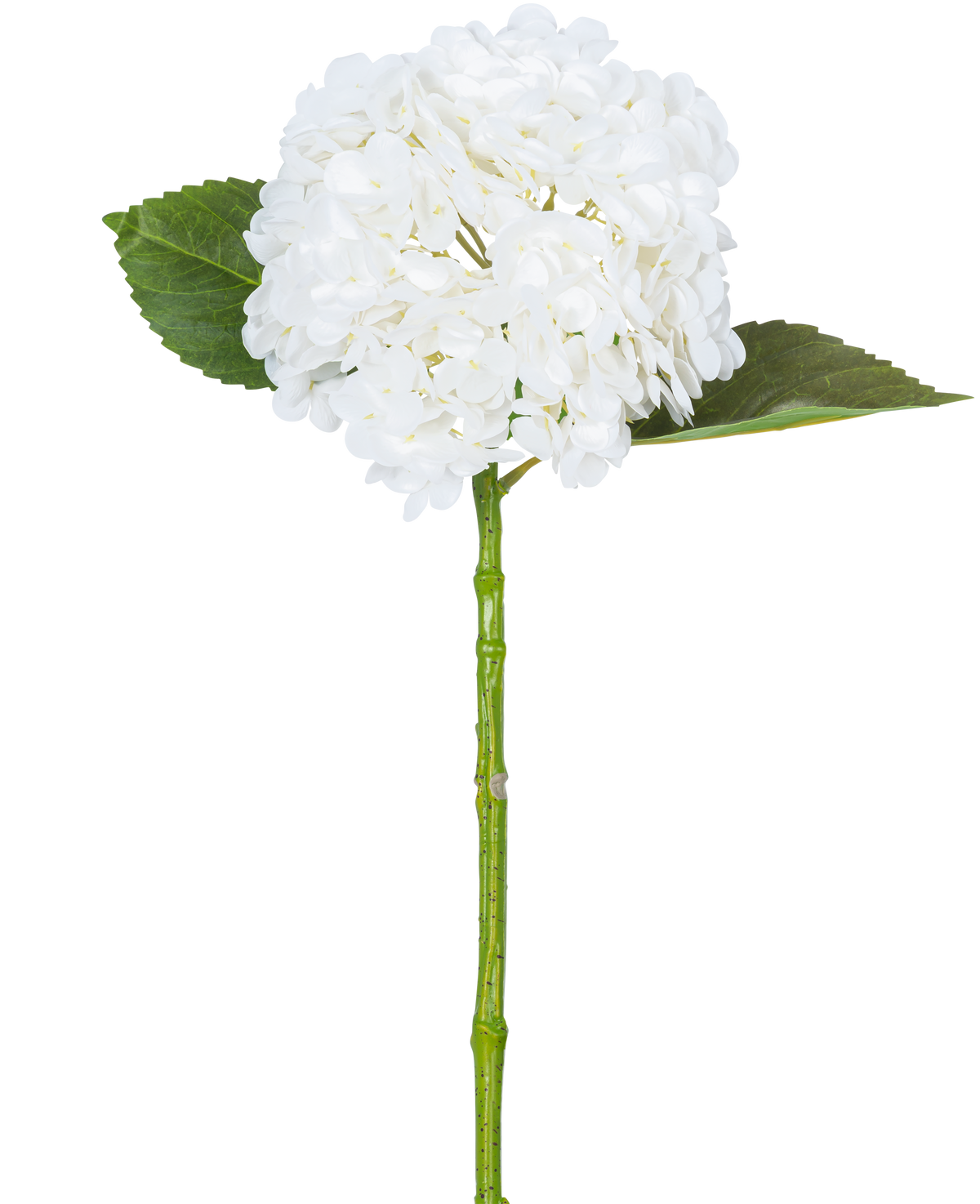 L'hortensia artificiel "Annabelle" Real Touch Blanc 55 cm possède une seule fleur d'hortensia blanche avec une grappe ronde de pétales, deux grandes feuilles vertes et une longue tige verte, sur un fond blanc uni.