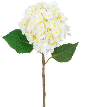 La Fleur Artificielle Hortensia Real Touch Crème 58 cm possède une seule tige d'hortensia avec une grande grappe de fleurs crème clair et deux feuilles vertes, isolées sur un fond blanc.