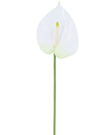 La fleur artificielle Anthurium 68 cm blanc possède un seul anthurium artificiel blanc avec un spadice jaune clair sur une longue tige verte. Idéal pour n’importe quel espace, il offre une élégance durable et ne nécessite pas d’eau.