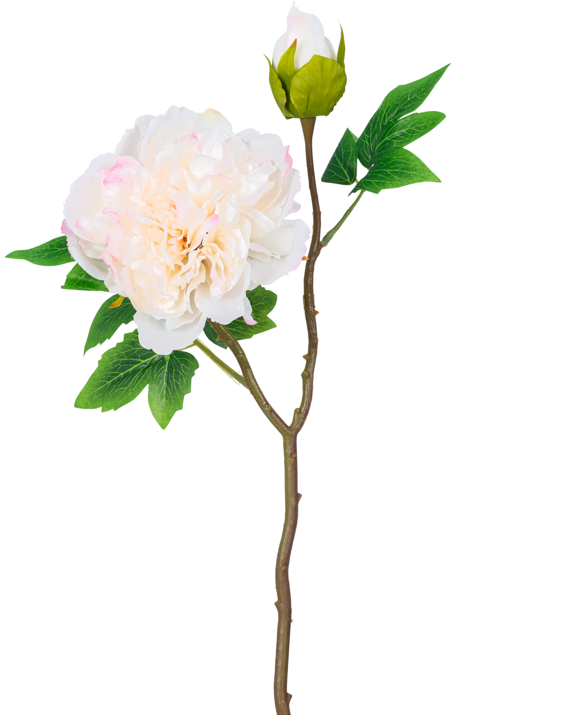 Une seule tige de pivoine artificielle de 50 cm blanche a une grande fleur de pivoine blanche en pleine floraison, un bourgeon fermé et des feuilles vertes sur un fond blanc uni.