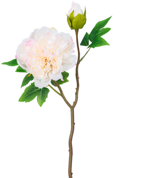 Une seule tige de pivoine artificielle de 50 cm blanche a une grande fleur de pivoine blanche en pleine floraison, un bourgeon fermé et des feuilles vertes sur un fond blanc uni.