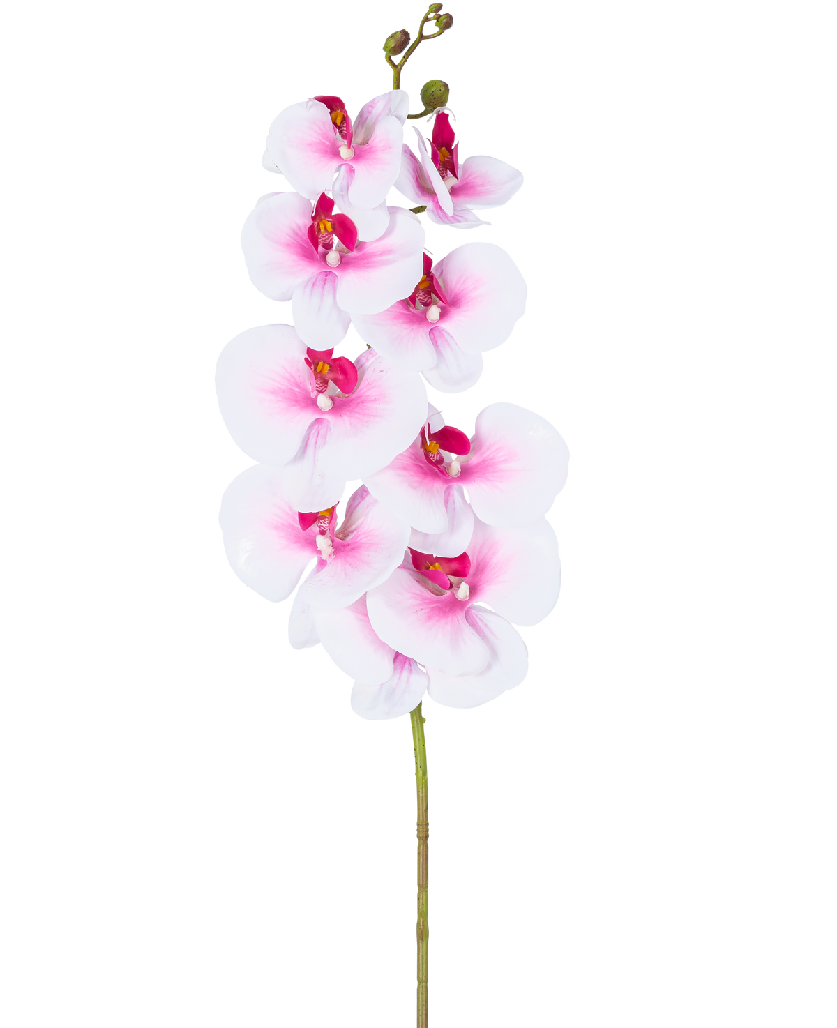L'orchidée artificielle Real Touch Deluxe 105 cm rose/blanc possède une seule tige de phalaenopsis artificielle rose avec des accents blancs, des fleurs et des bourgeons en soie réalistes, le tout élégamment présenté sur un fond blanc.