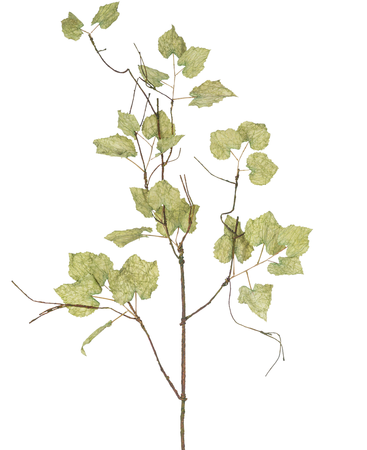 La branche de raisin séché artificiel 120 cm est une branche artificielle marron élancée avec plusieurs feuilles de papier vert clair qui ressemblent à une vigne séchée, sur un fond blanc uni.