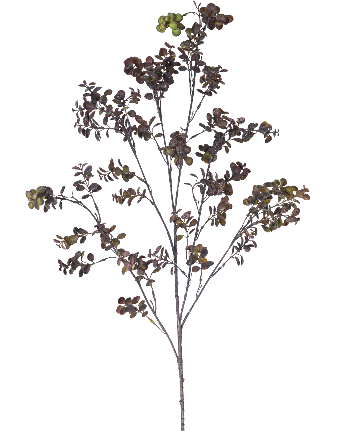 La Branche Artificielle Baie d'Eucalyptus 110 cm marron possède une branche haute avec plusieurs tiges fines, de petites feuilles rondes et des grappes de baies vert-brun sur un fond uni blanc.