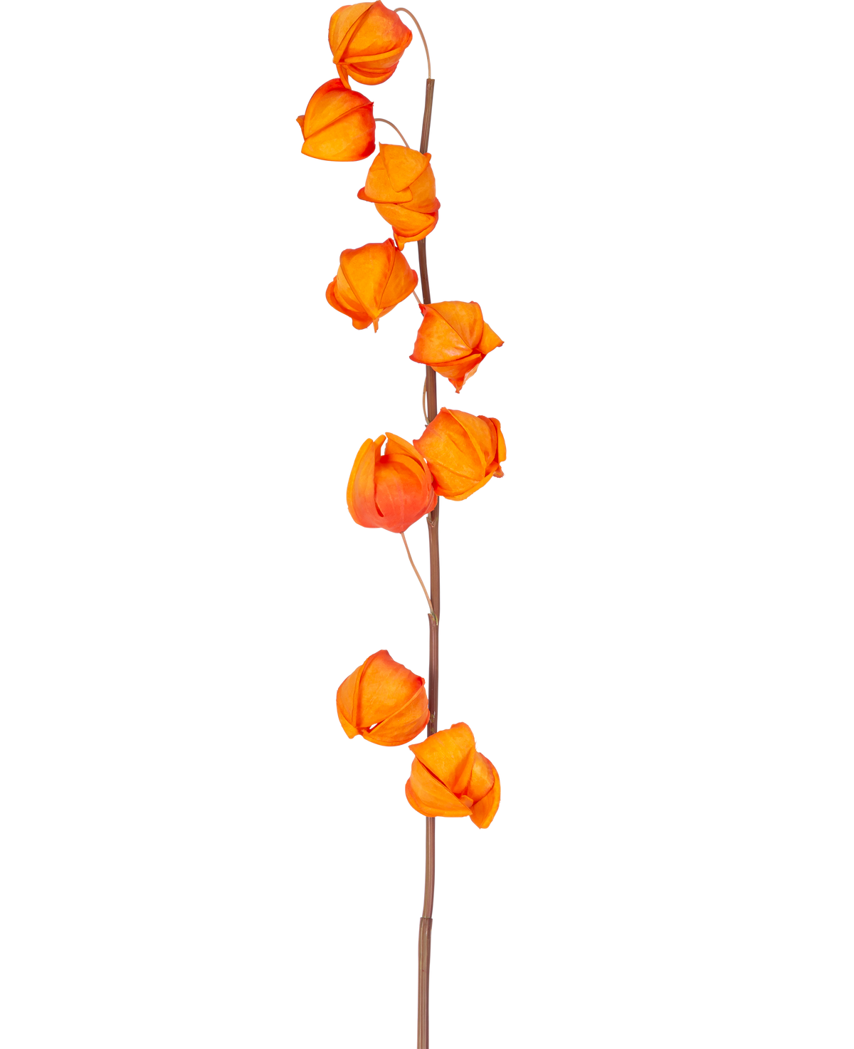 Une seule tige de fleur artificielle Physalis Lampion de 90 cm orange, avec plusieurs gousses orange vif en forme de lanterne, est présentée sur un fond blanc uni.