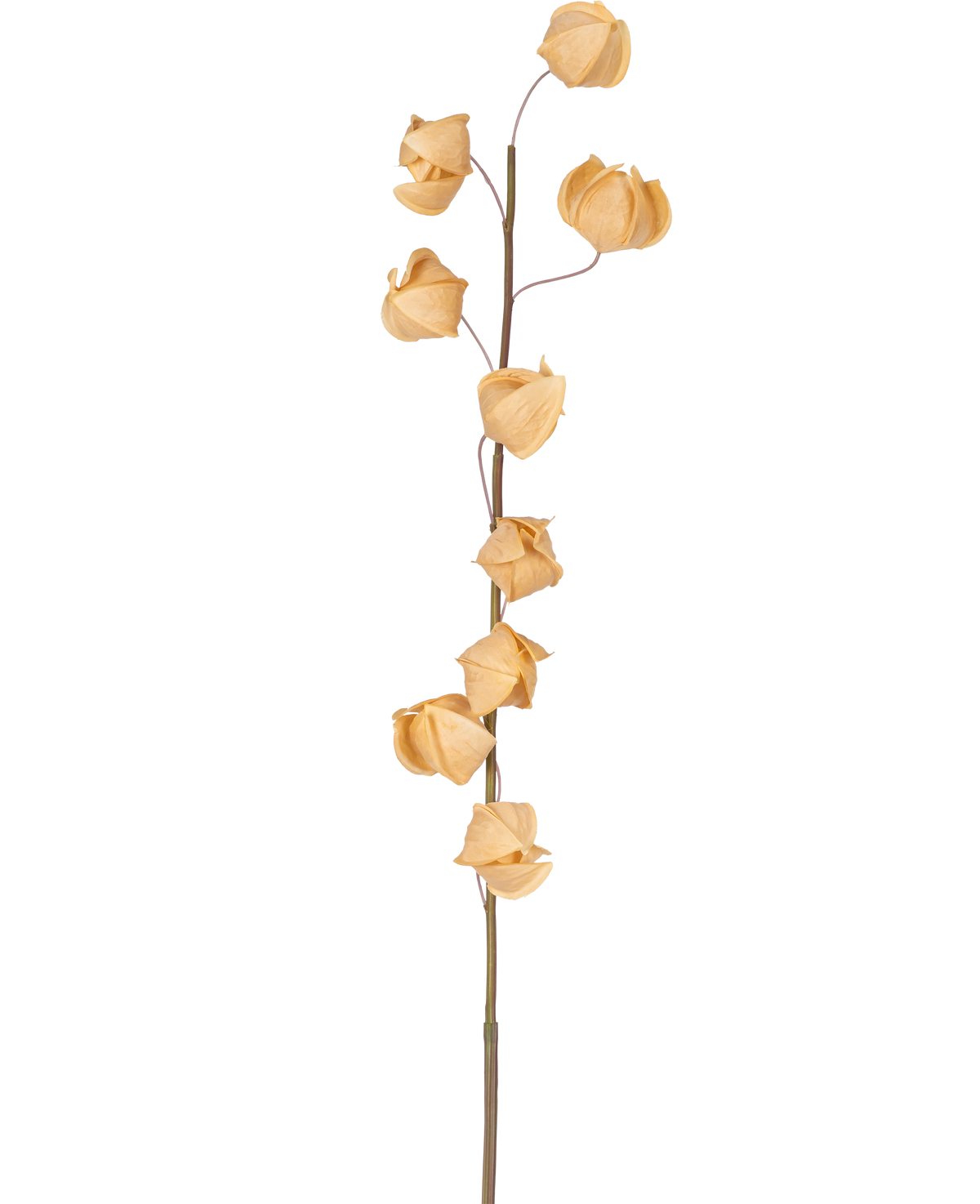 Une fleur artificielle Physalis Lampion de 90 cm brune avec une seule tige haute et plusieurs enveloppes séchées, brunes et papyracées étalées sur toute sa longueur, sur un fond blanc uni.