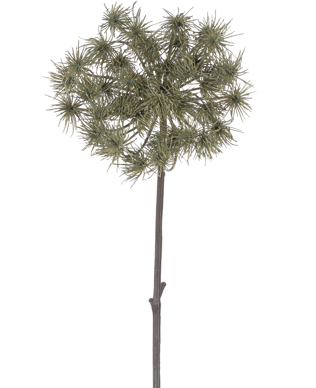 La fleur artificielle de berce du Caucase de 100 cm est une tige artificielle unique avec des grappes de capitules vaporeux de couleur gris vert, debout sur un fond blanc uni.
