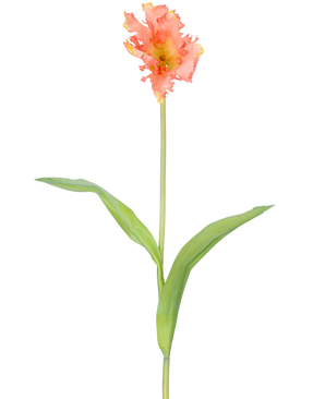 Une seule fleur artificielle de perruche française tulipe de 76 cm de corail avec des volants de pétales roses et jaunes et deux longues feuilles vertes sur une longue tige, sur un fond blanc uni.