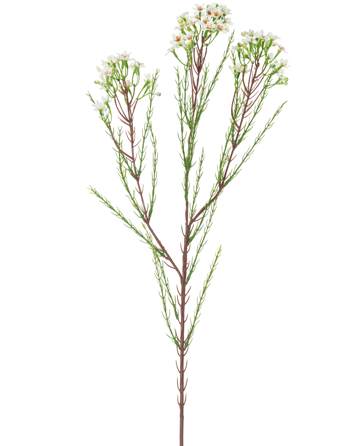 La Branche Artificielle Waxflower 78 cm crème a une seule tige haute avec de fines feuilles vertes et des bouquets de petites fleurs blanc crème au sommet, sur un fond uni et clair.