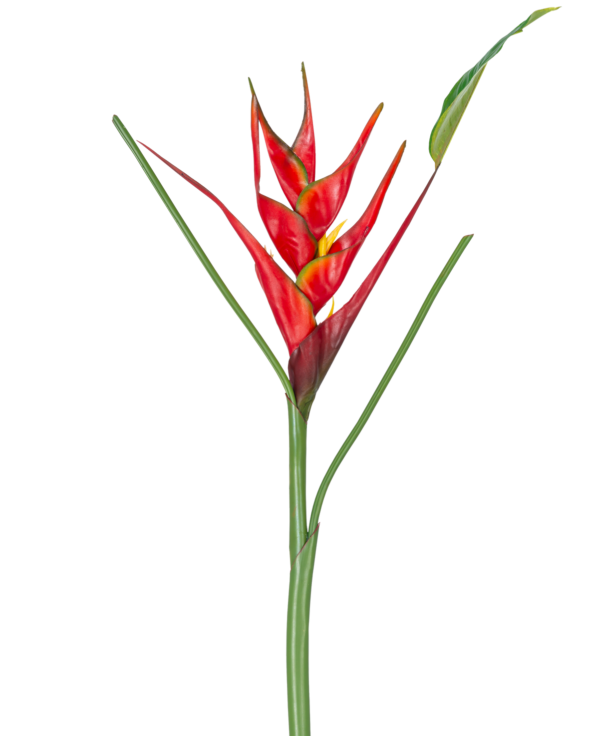 La fleur artificielle Heliconia 90 cm rouge présente une seule fleur artificielle Heliconia avec des bractées rouges et jaunes vibrantes sur une longue tige verte, complétée par des feuilles minces, parfaites pour être exposées sur un fond blanc.