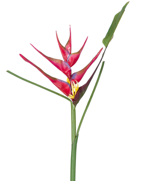 Une seule tige de la fleur artificielle Heliconia 90 cm fuchsia, une plante artificielle tropicale aux longues feuilles vertes, sur fond blanc.