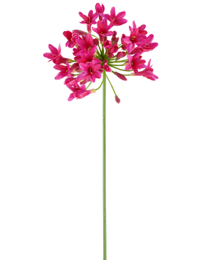 Une seule et longue tige verte de la fleur artificielle Agapanthus 75 fuchsia porte une grappe de fleurs rose vif au sommet, se détachant sur un fond blanc uni.